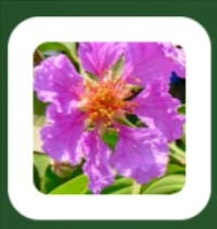 Banaba