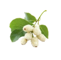 White Mulberry